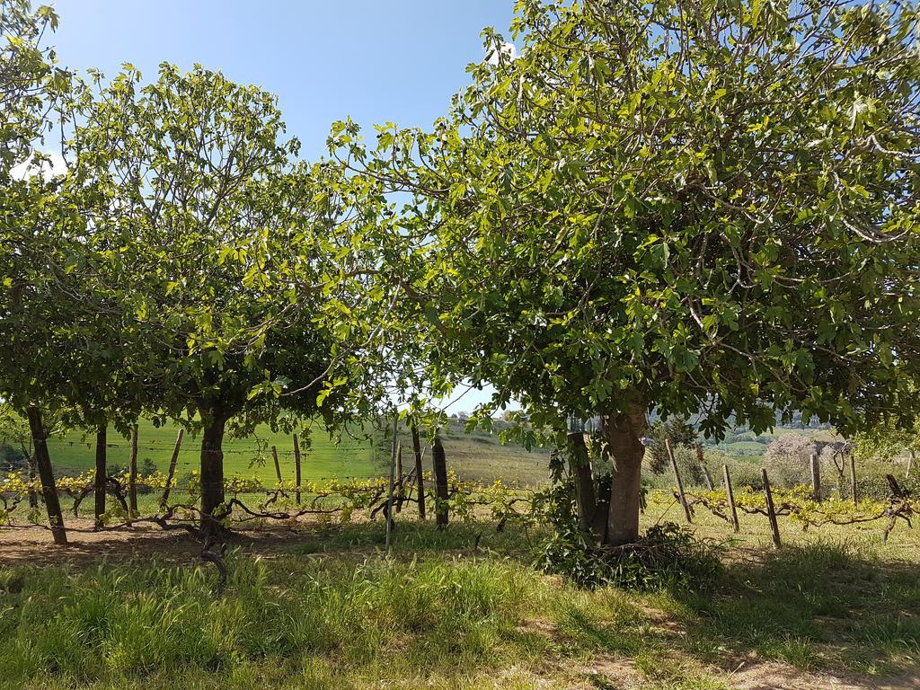 Il Giogo Agriturismo Rosignano Marittimo Exterior foto